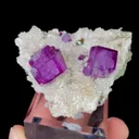 specimen video