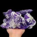 specimen video