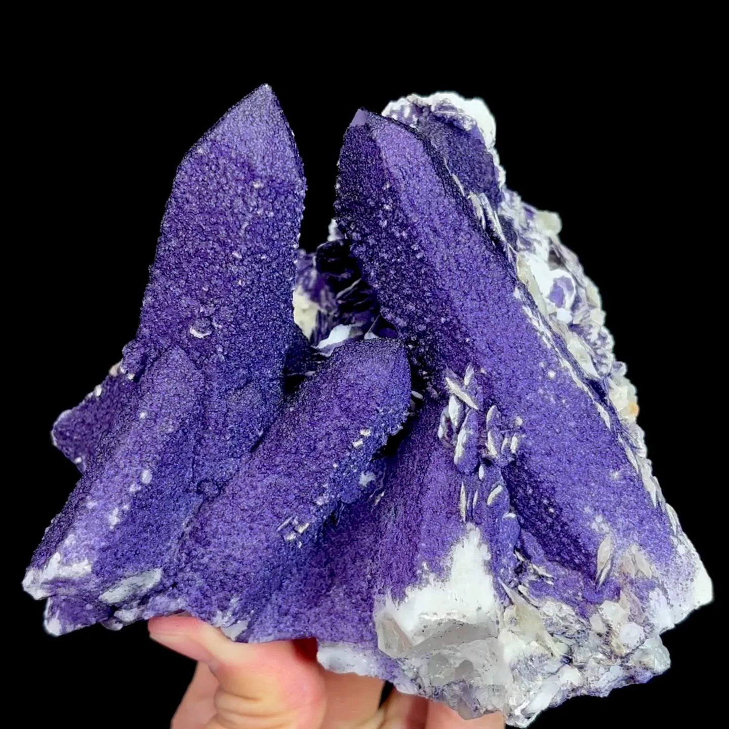 specimen video