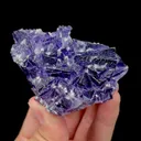 specimen video