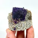 specimen video