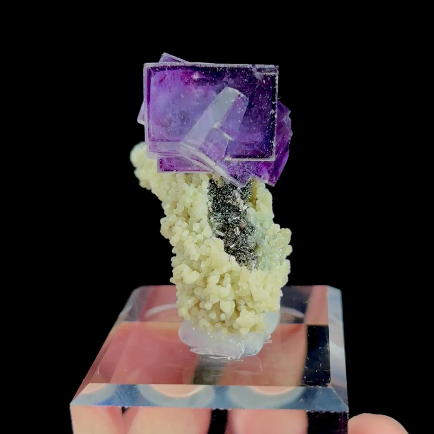 specimen video