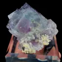 specimen video