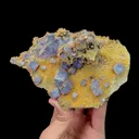 specimen video