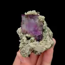 specimen video