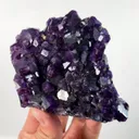 specimen video