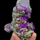specimen video