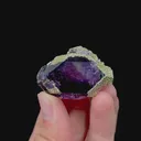 specimen video