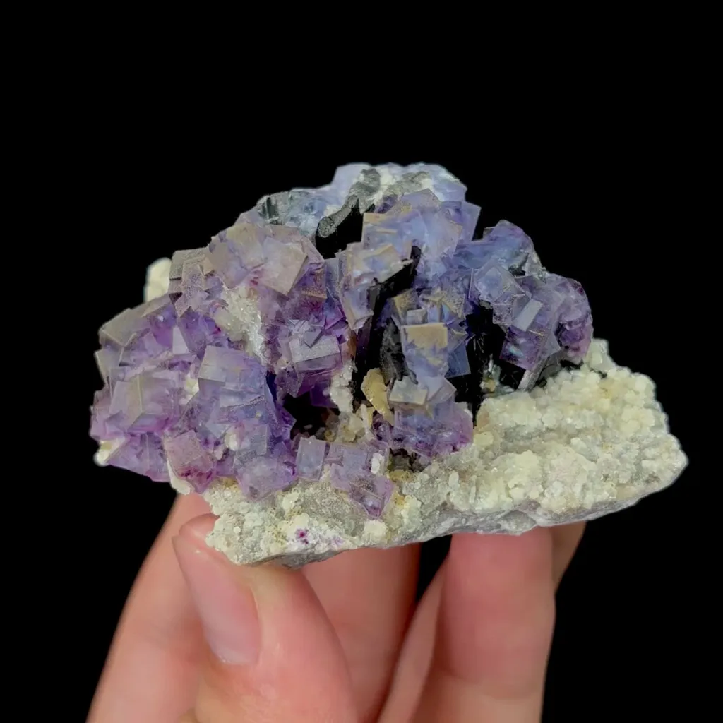 specimen video