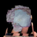 specimen video