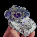 specimen video