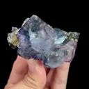 specimen video