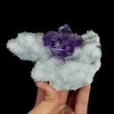 specimen video