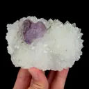 specimen video
