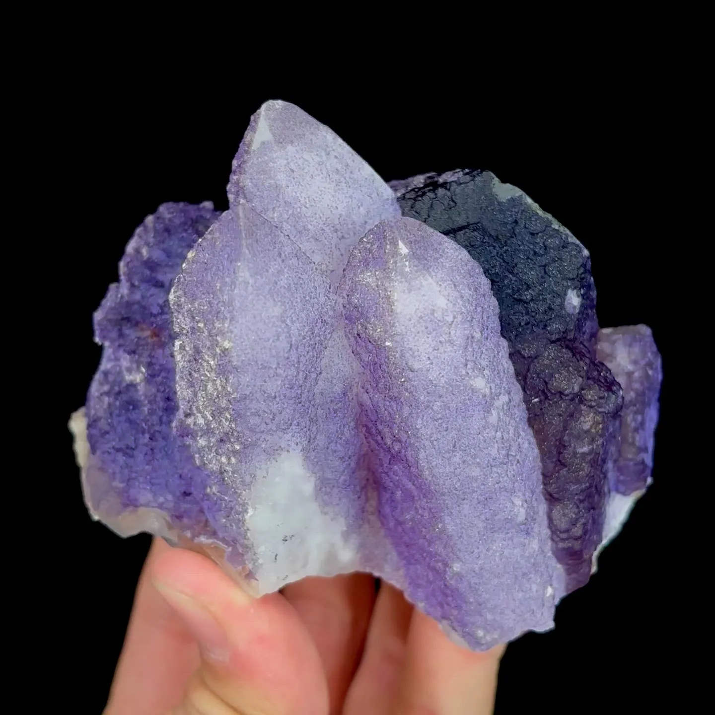 specimen video