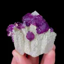 specimen video