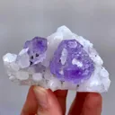 specimen video