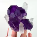 specimen video