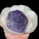 specimen video