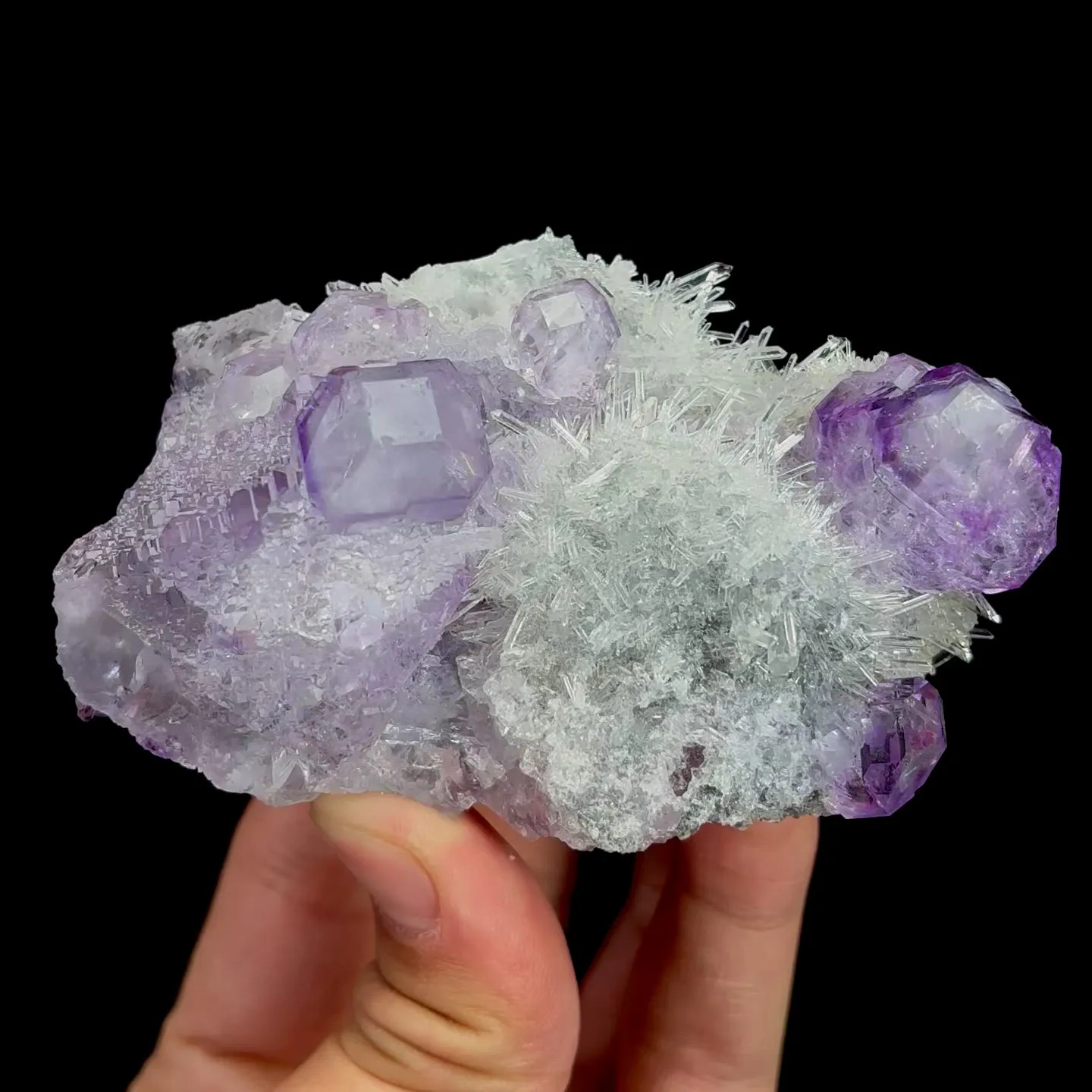 specimen video