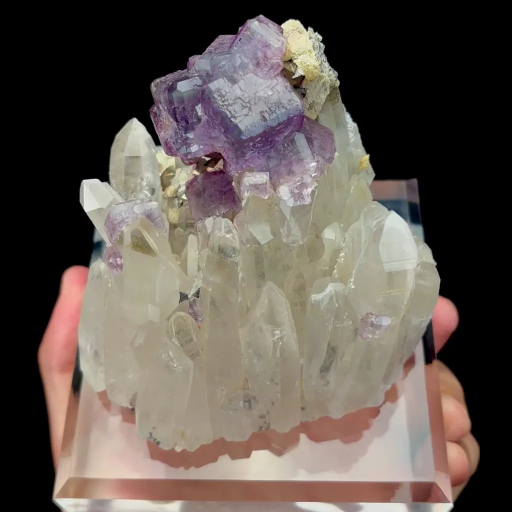 specimen video