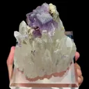 specimen video
