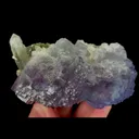 specimen video
