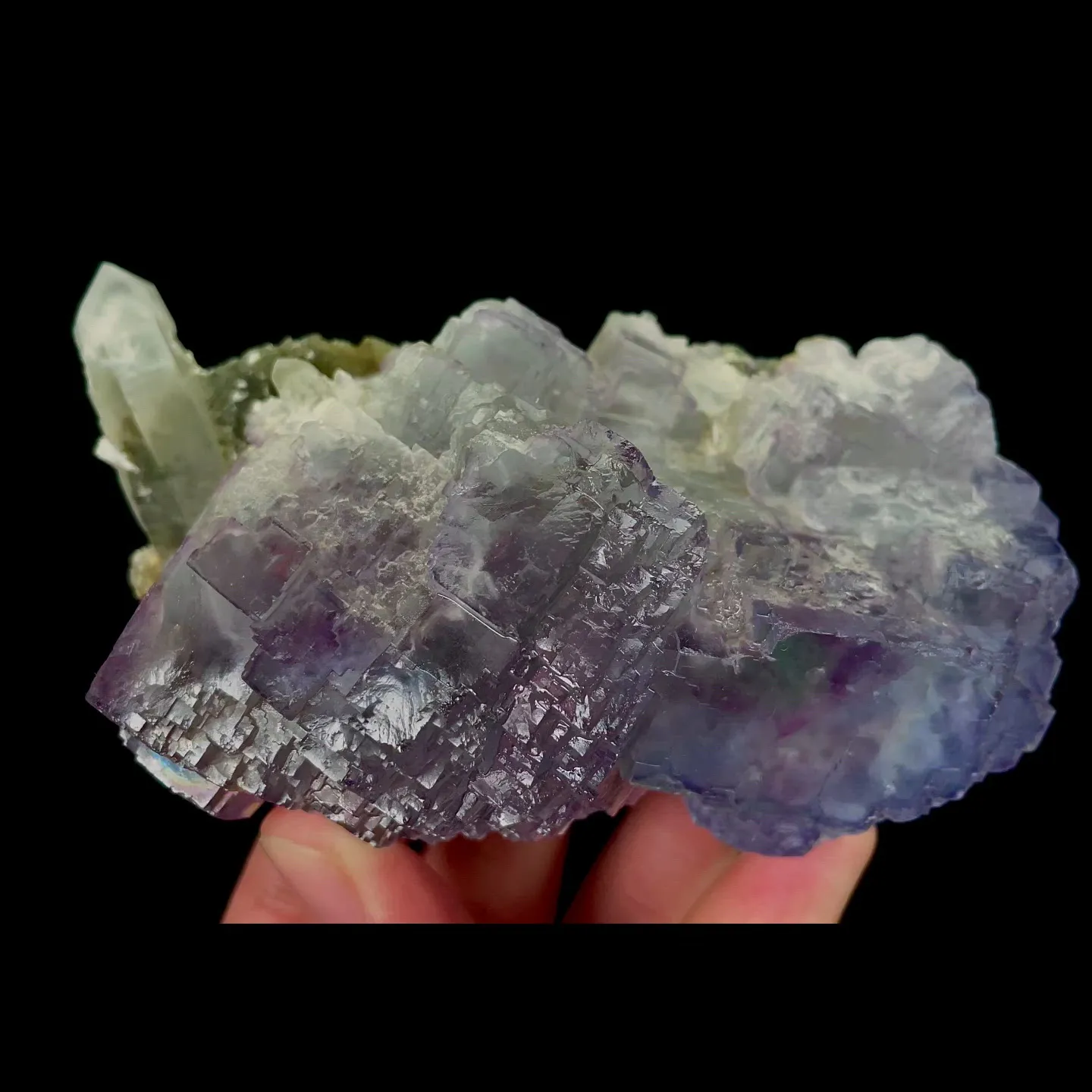 specimen video