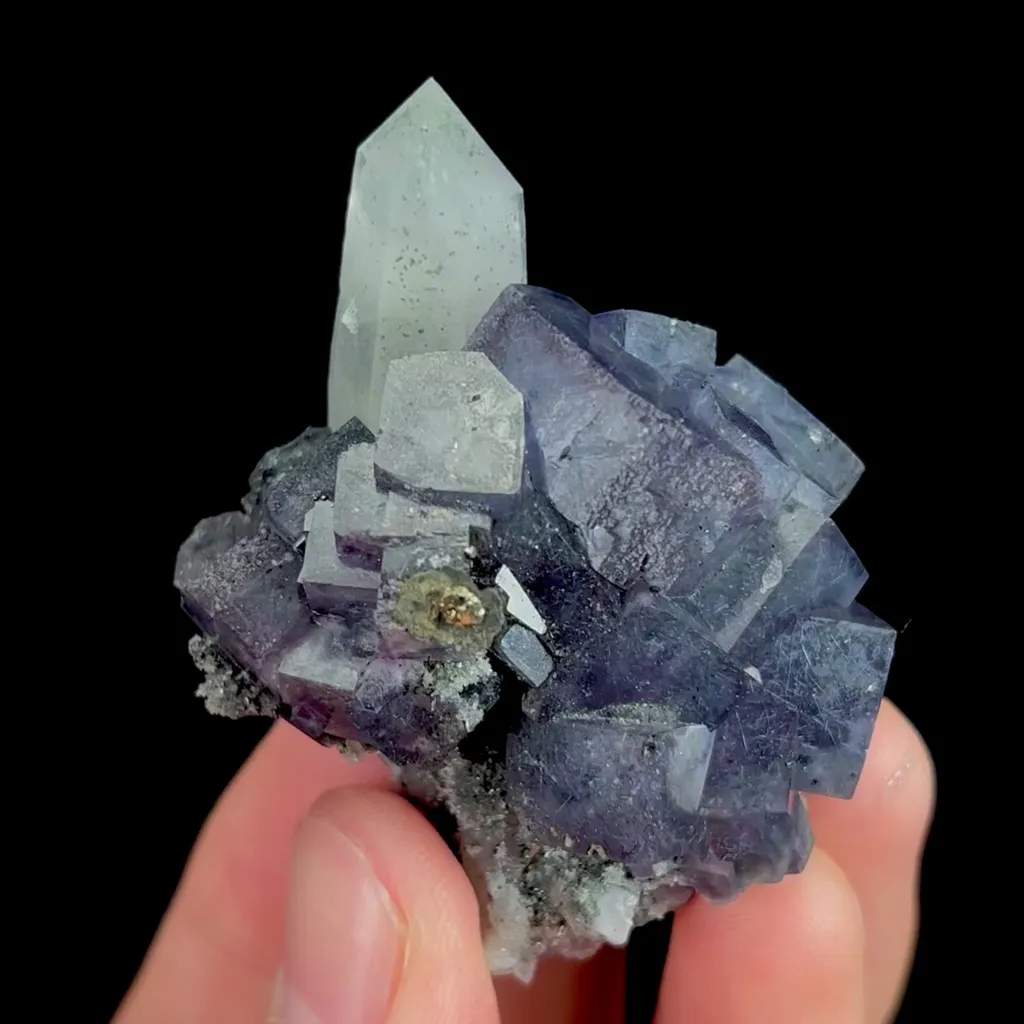 specimen video