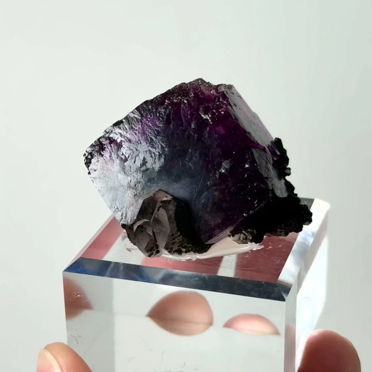 specimen video