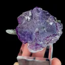 specimen video