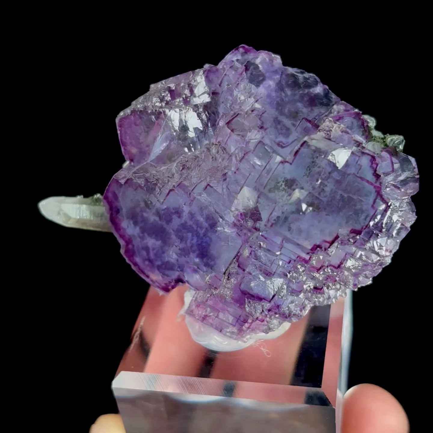 specimen video