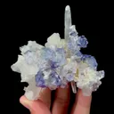specimen video