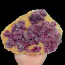 specimen video