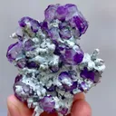 specimen video