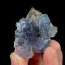 specimen video