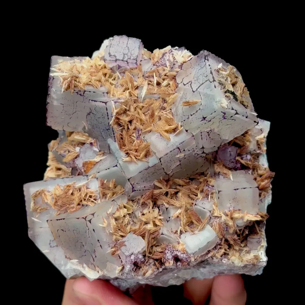 specimen video