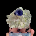 specimen video