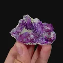 specimen video