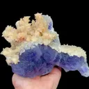 specimen video