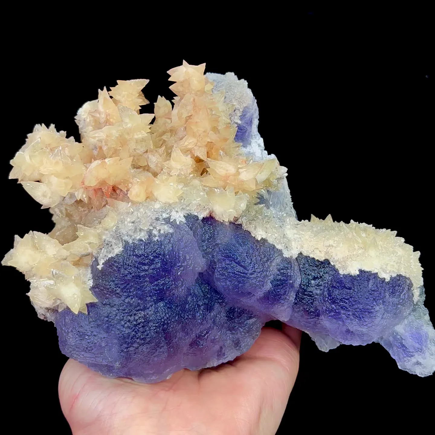 specimen video