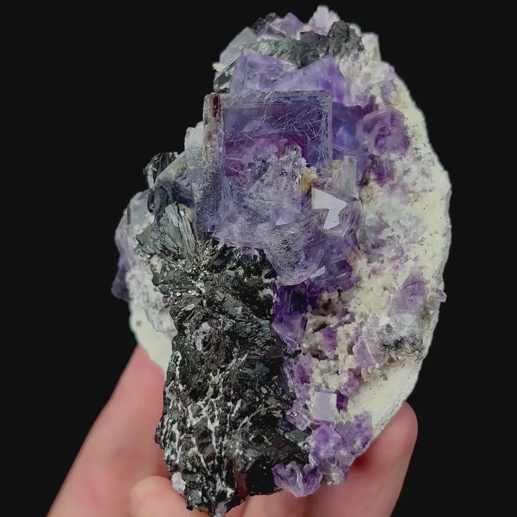 specimen video