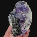 specimen video