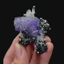 specimen video