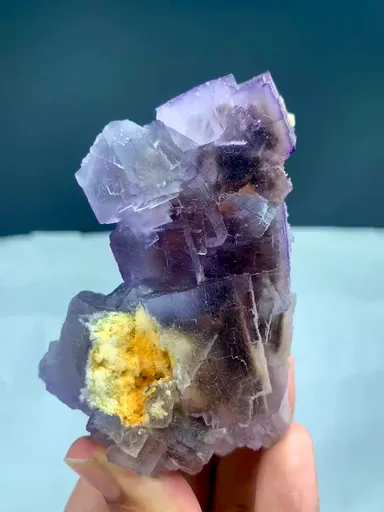 specimen video