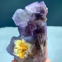specimen video