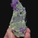 specimen video