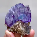specimen video
