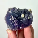 specimen video