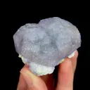 specimen video